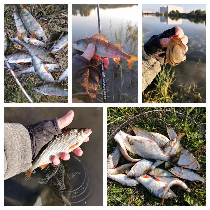 Сегодня не густо.