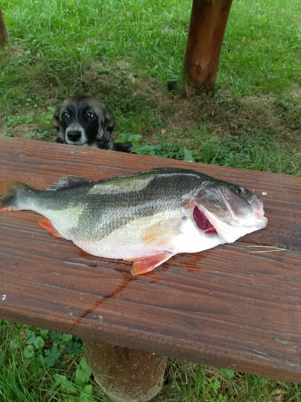 "Арбуз" созрел!..