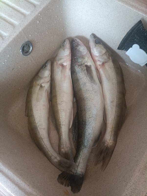 Судачок стал кушать днём мандулу.