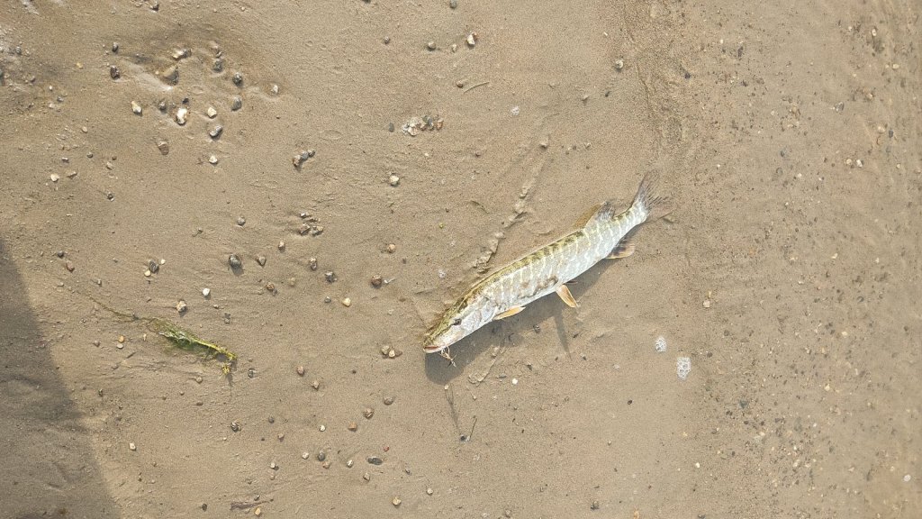 Всего одна ( солидарность с Vic-03 )