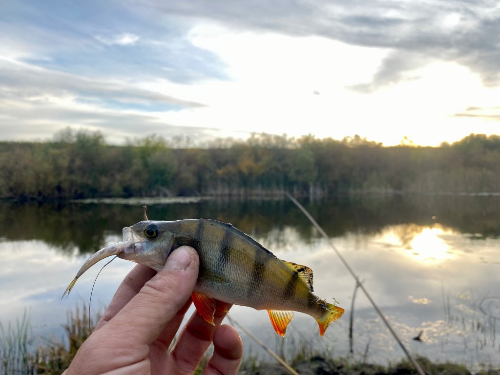 Мелкий полосатый хищник.