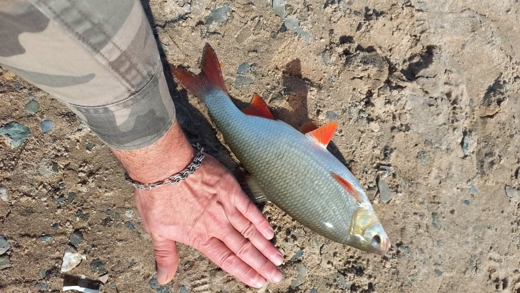 Тренд сезона! ОГРОМНЫЙ язь