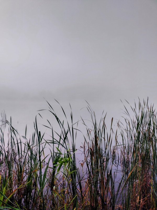 Осень, озеро, туман