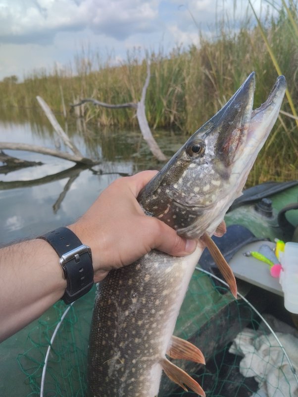 Криводановская