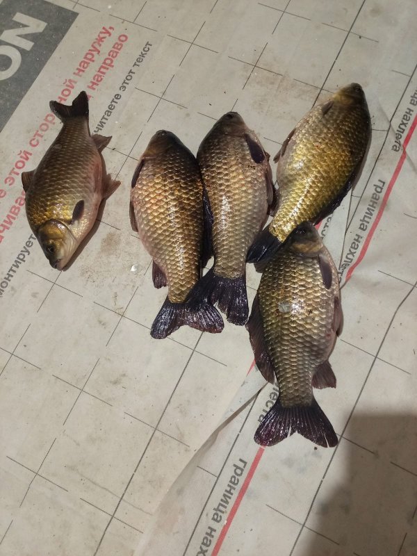 Глухое озеро, Кудряши.