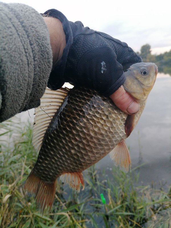 Юга. Карась на поплавочку.