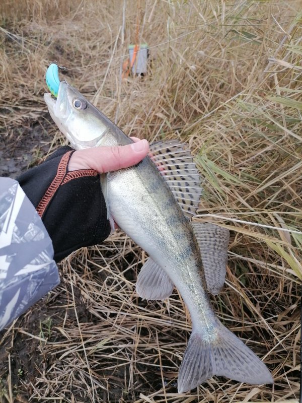 На джиг-риг 05.10.2025