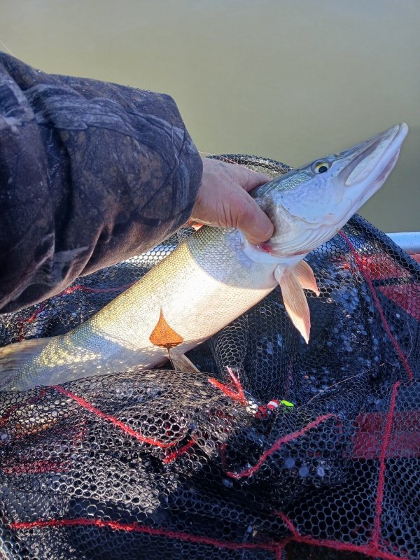 Черепениха