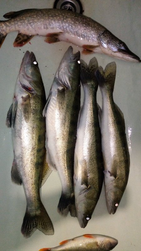 Ещё не Закрытие. Рыбы крайне мало.