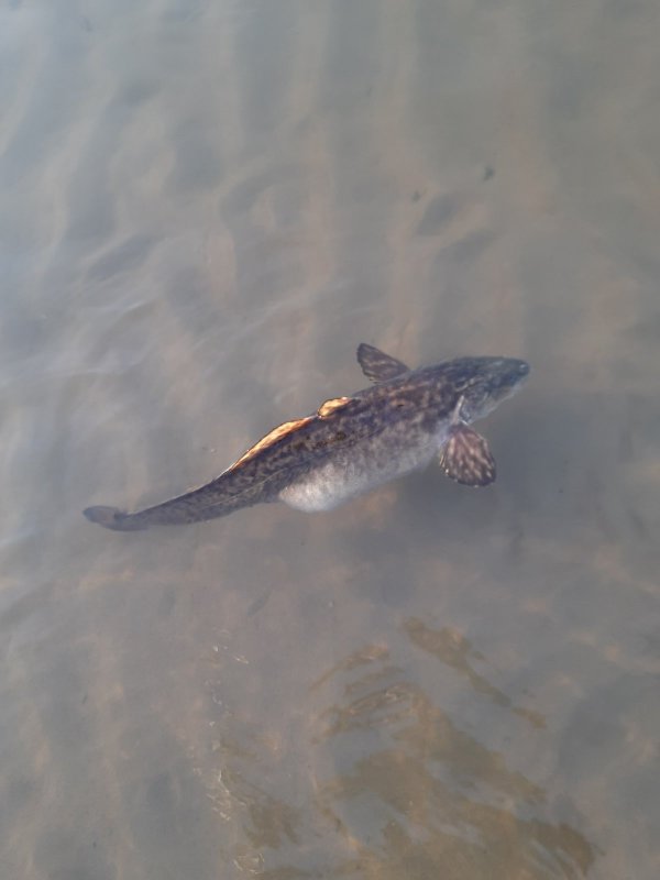 Килограмма 3 с пузом точно было