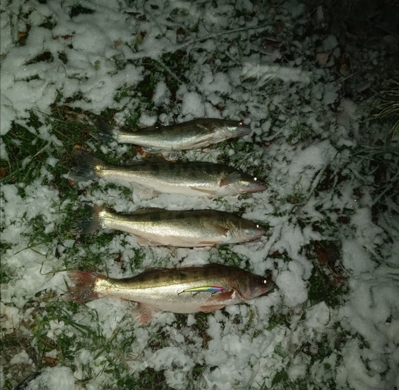 Злые судаки на Генерала.