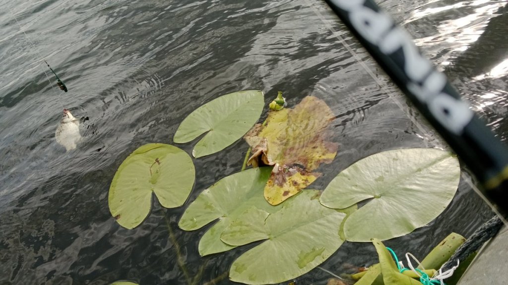 День Понтуна. Заключение