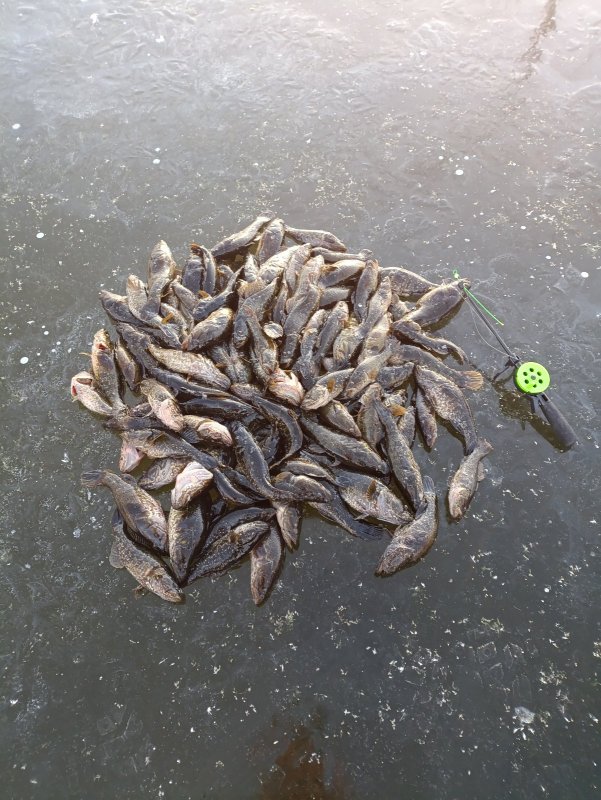 Куча мала 2025