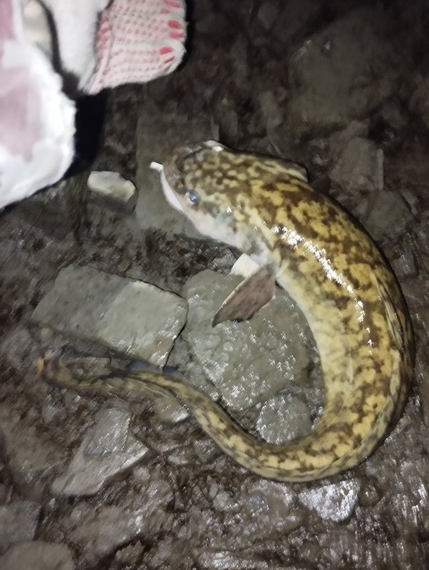 "Пеструха"!..