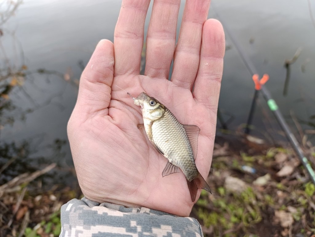 На манку только малыши
