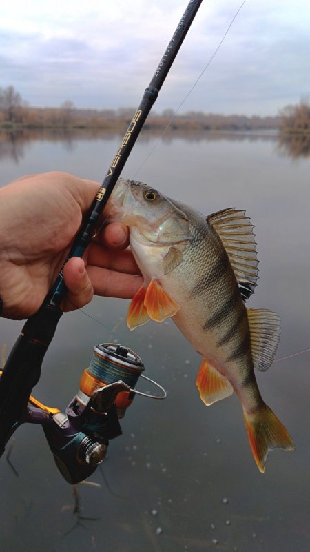 Утренний полосатый