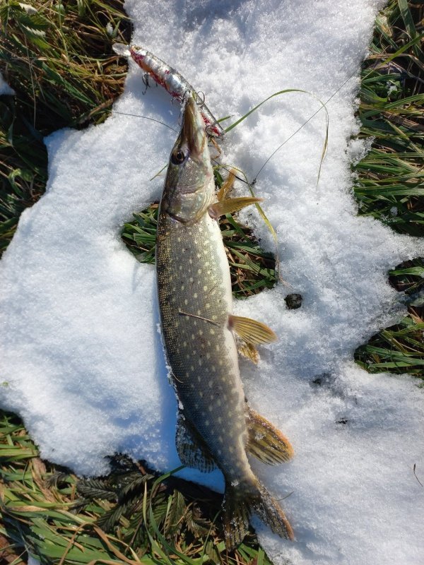 Мороз и солнце...