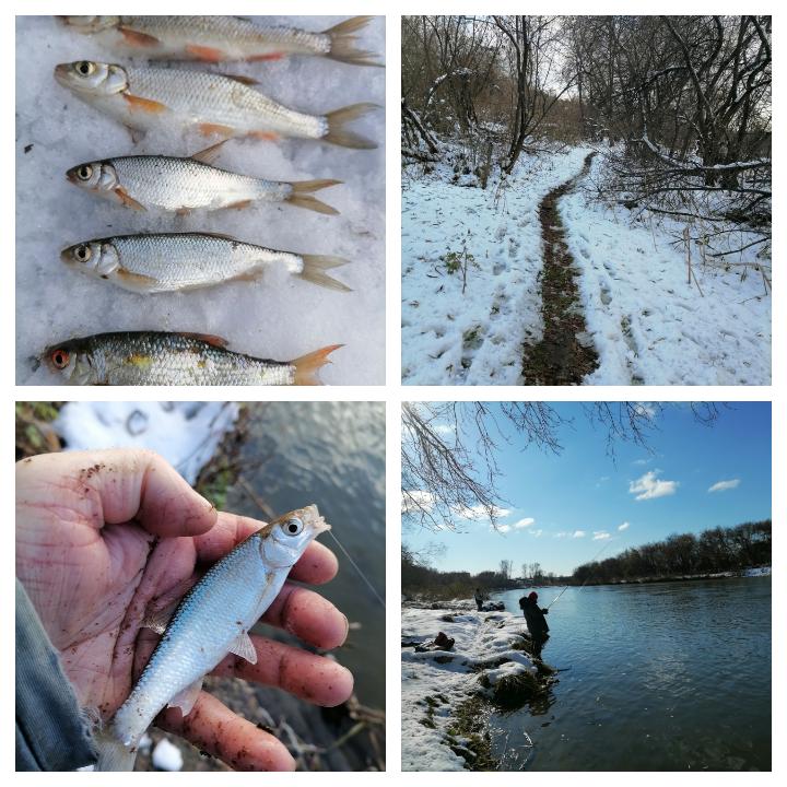 Иня. В чужом огороде рыбы не нашел.