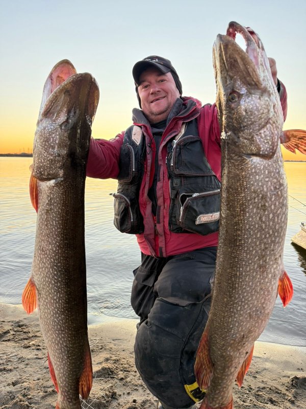 Обские акулы