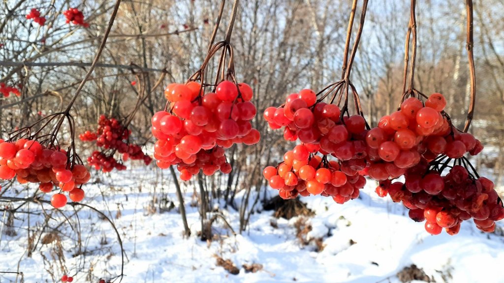 Калина Красная.