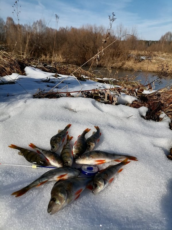 Немного окуня из под первого льда