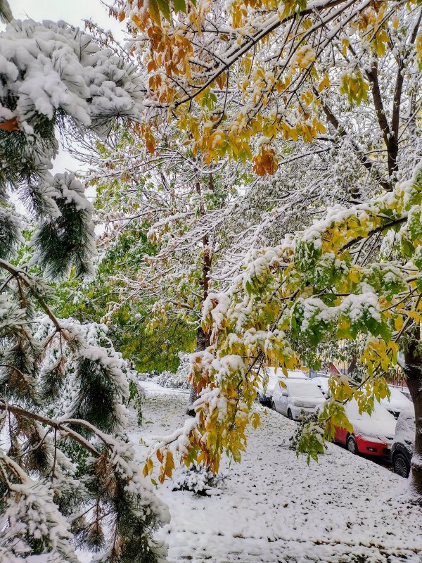 Утро во дворе-1