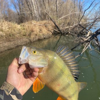 Горбик 970 грамм.Обь