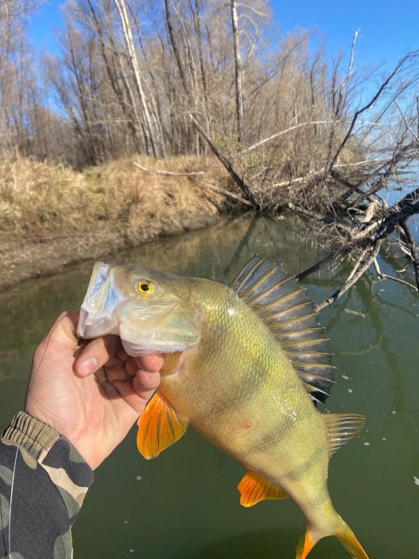 Горбик 970 грамм.Обь