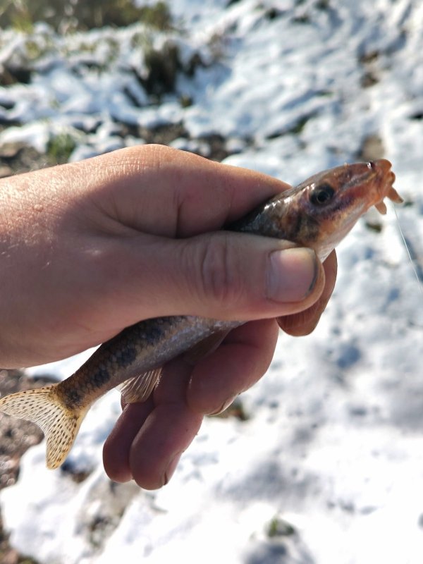 Рыбка детства.