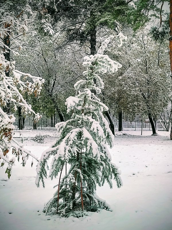 Утро в парке-2