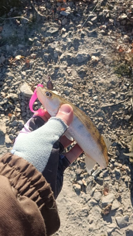 Гламурный клыкастик.