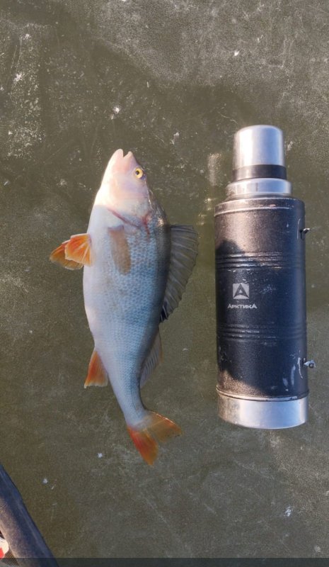 Ирменский горбач