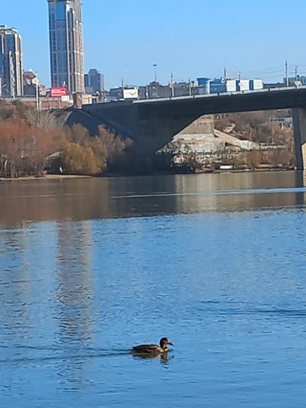 Под Димитровским клюет только утка...