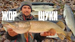 Осенний жор щуки миф или реальность? Вся щука стоит на мелководье!!!