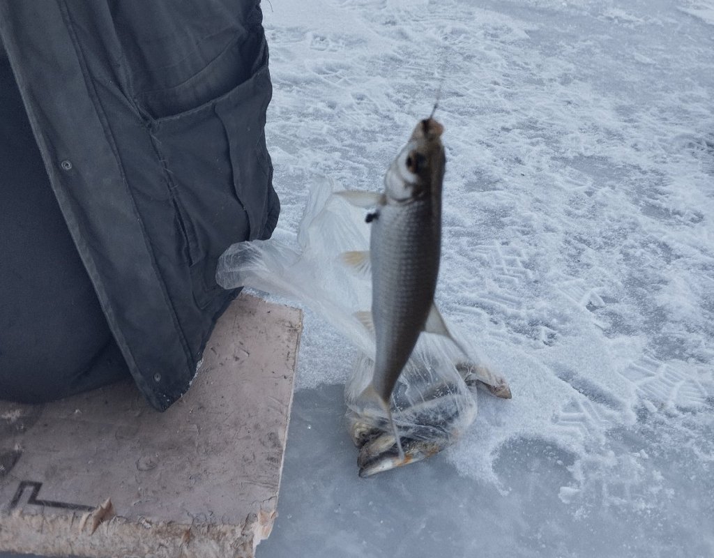 Умревинская протока!..