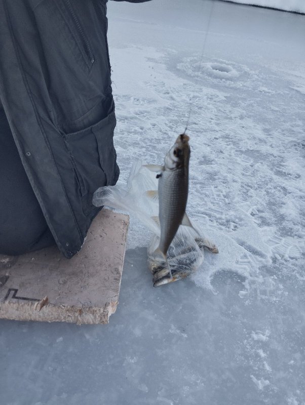 Умревинская протока!..