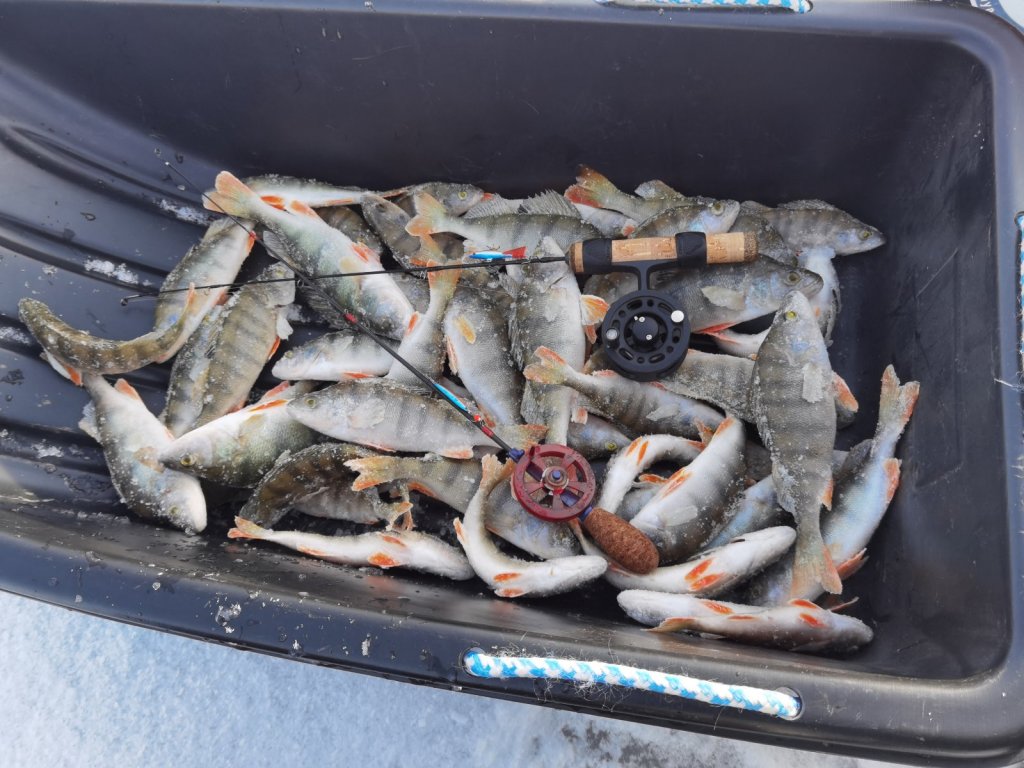 Жадный, в основном мелкий, но такой желанный. Открылся