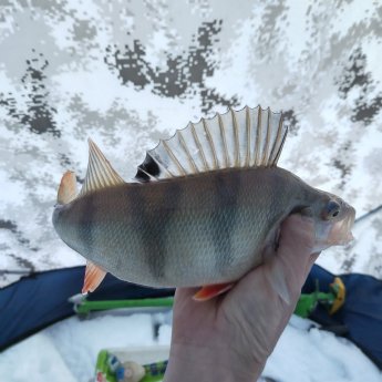 Отличный, но почти единичный.