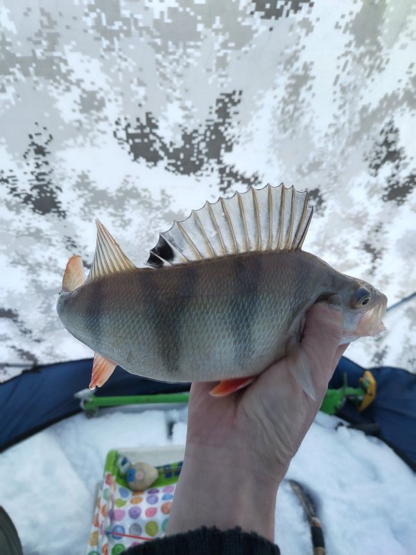 Отличный, но почти единичный.