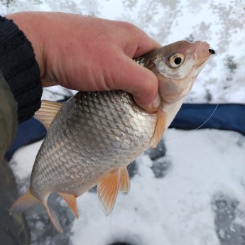 ОВХ. "Носорог".