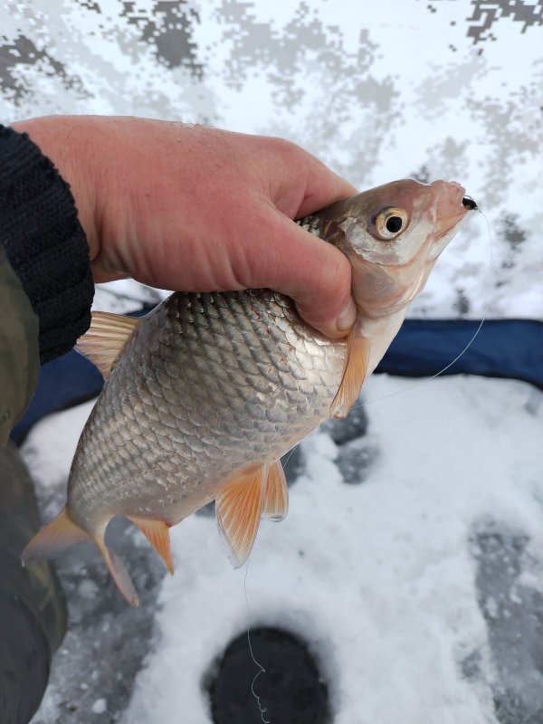 ОВХ. "Носорог".