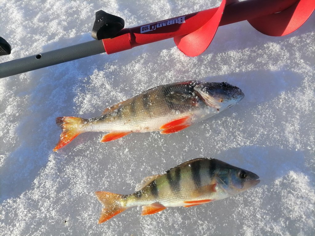 Пичуги. На балансир.