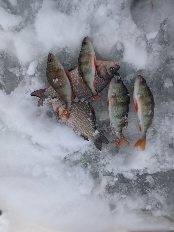 Яблоки на снегу.