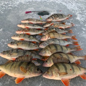 Открылся, Пичуги, балансир