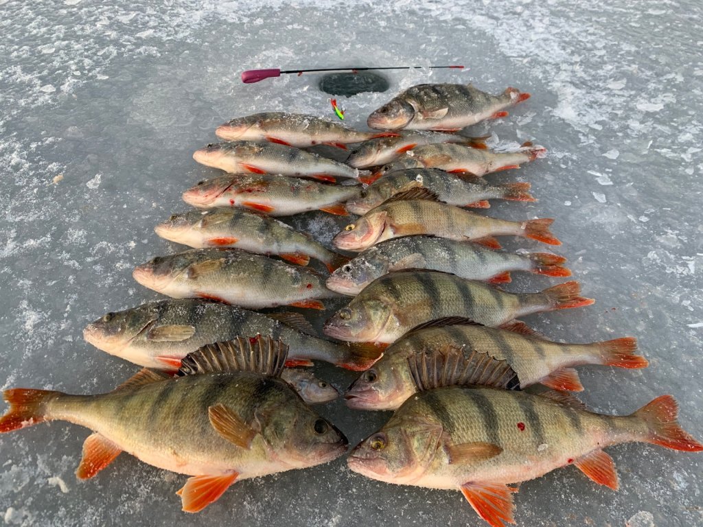 Открылся, Пичуги, балансир