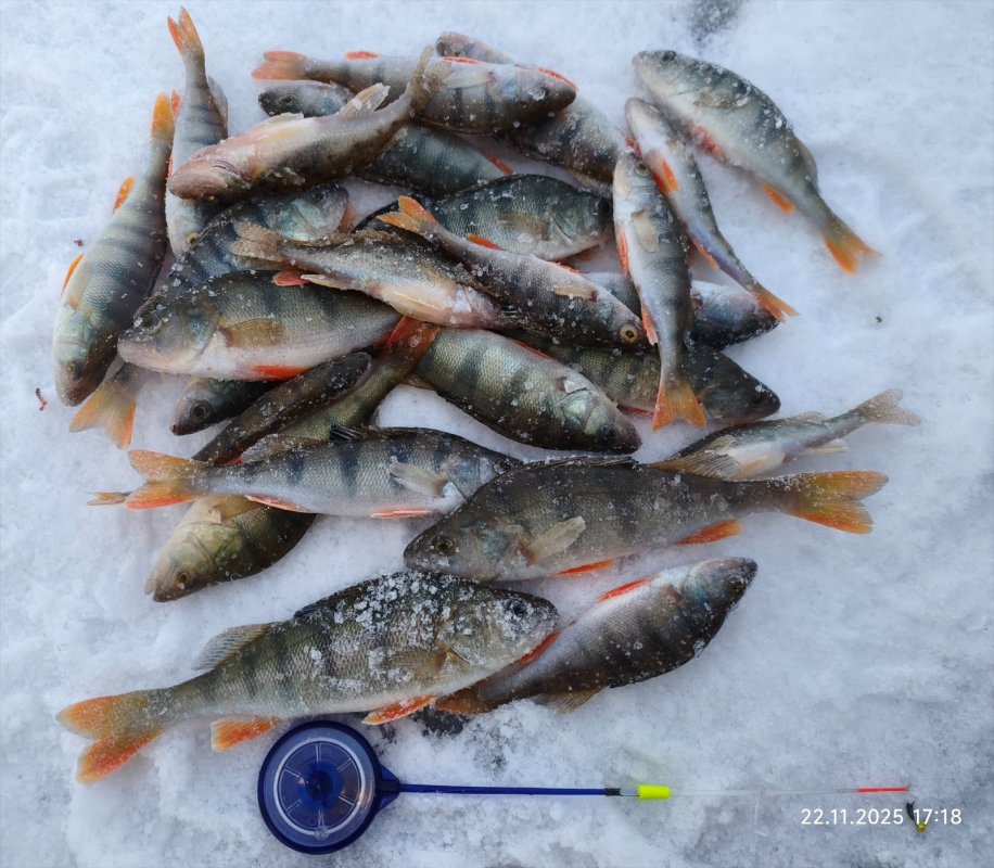 Мелочь Бердского разлива.. Залива...