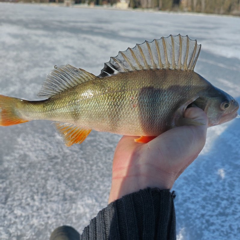 Первый в сезоне.