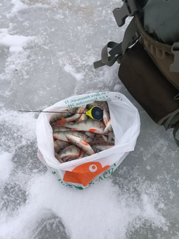 Затонские 4 десятка окуньков