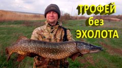 Огромная щука ломает камыш и не лезет в подсак!