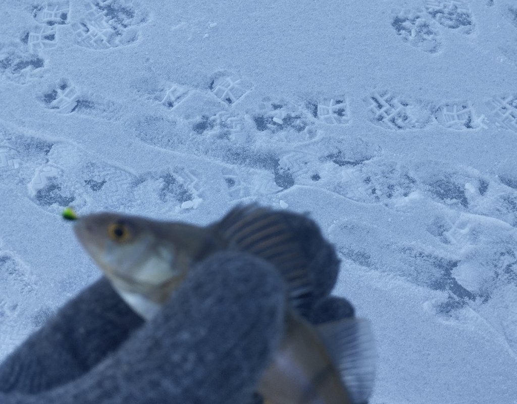 Окунек тоже присутствовал!..